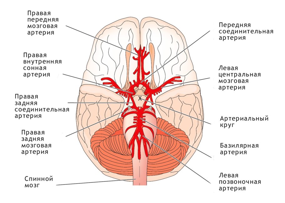 Задняя мозговая артерия анатомия