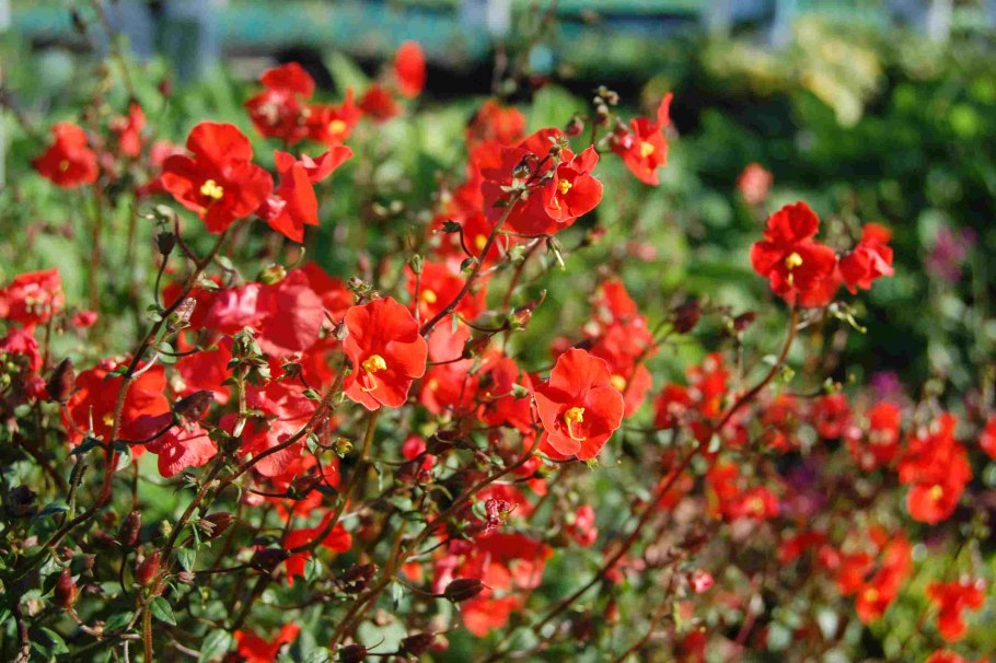 Алонсоа Alonsoa