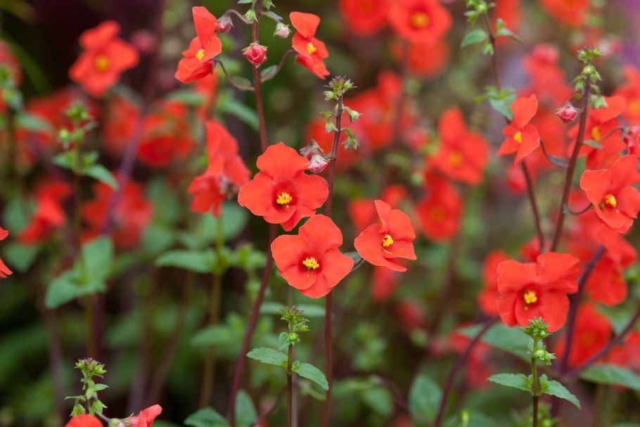 Alonsoa цветок