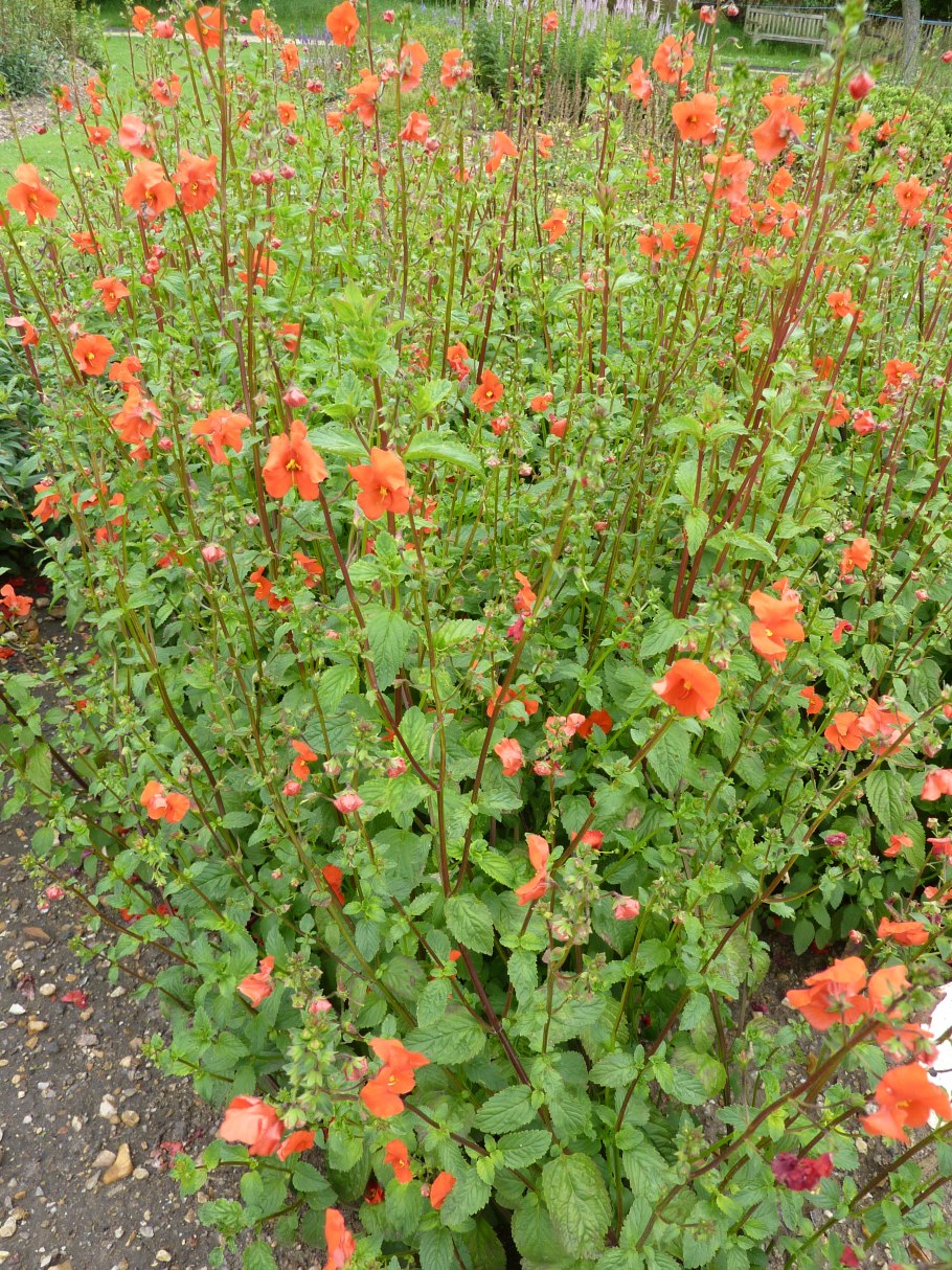 Alonsoa цветок