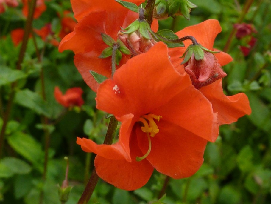 Alonsoa meridionalis