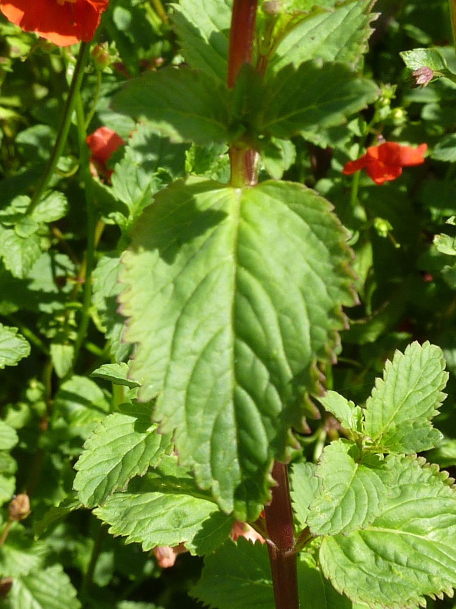 Плинио Фернандо