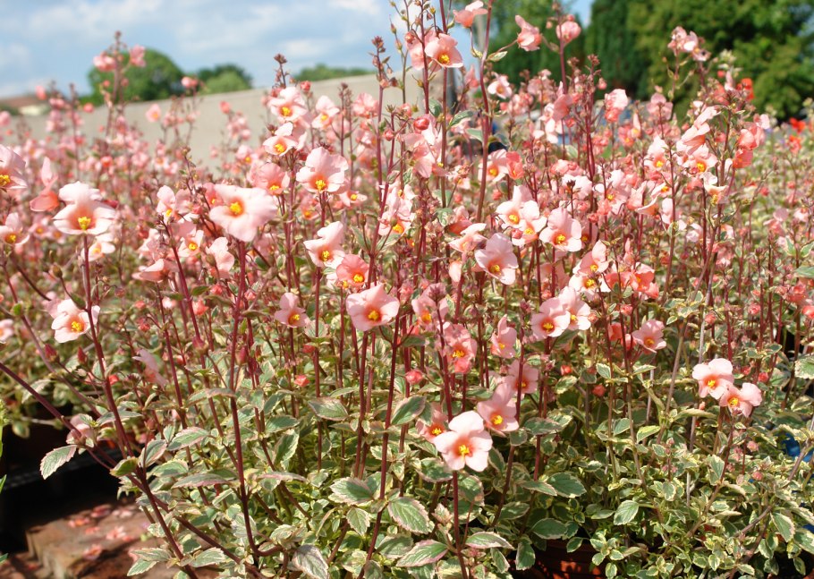 Алонсоа Южная