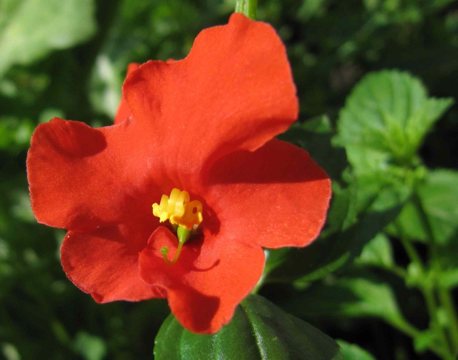 Алонсоа Южная