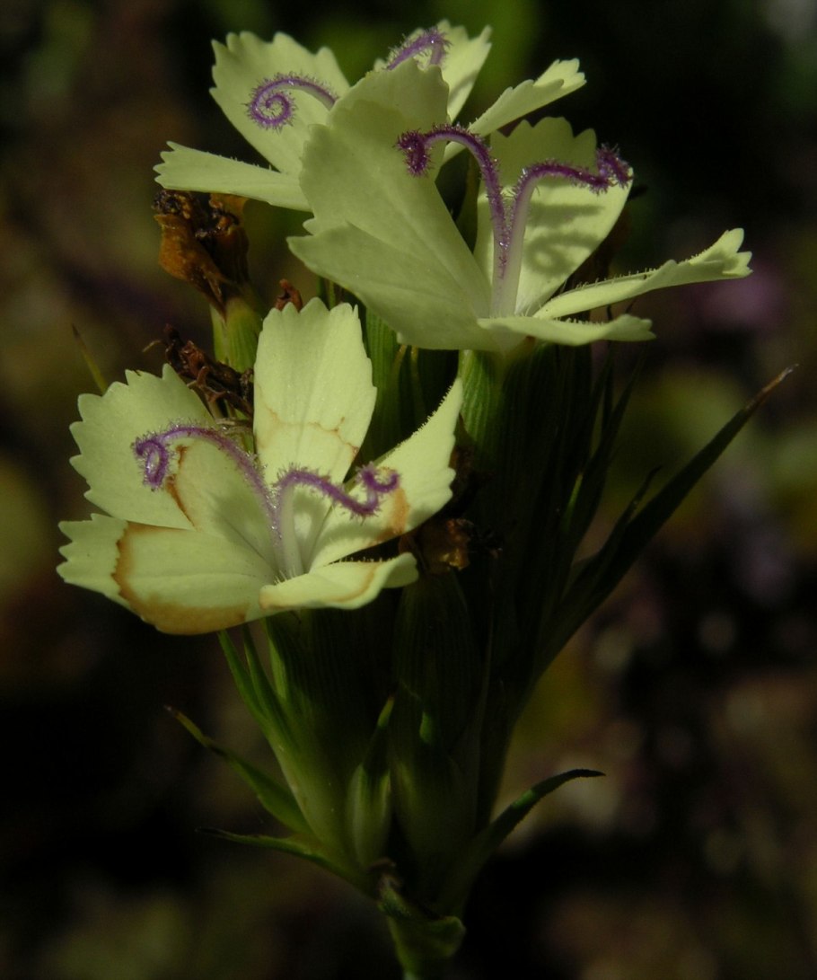 Адриана Чечик Gabriella Paltrova