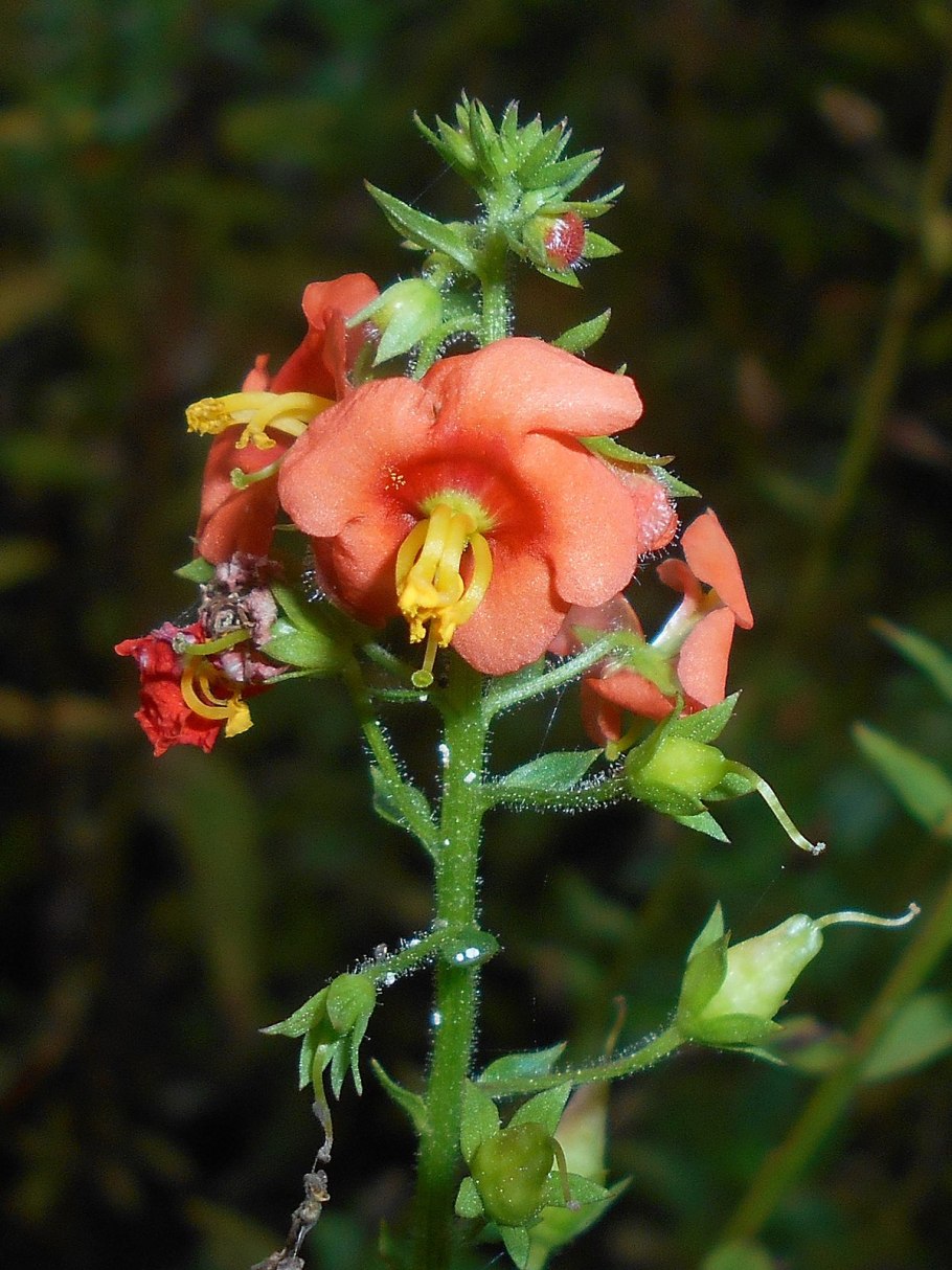 Фернандо Алонсо фото