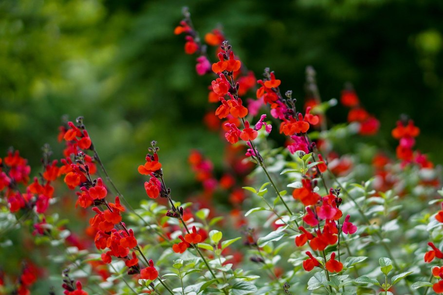 Ирезине Линдена (Iresine lindenii)