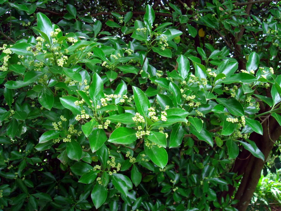 Бересклет Европейский Рэд Каскад