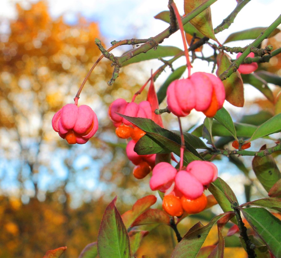 Бересклет Европейский (Euonymus europaeus)