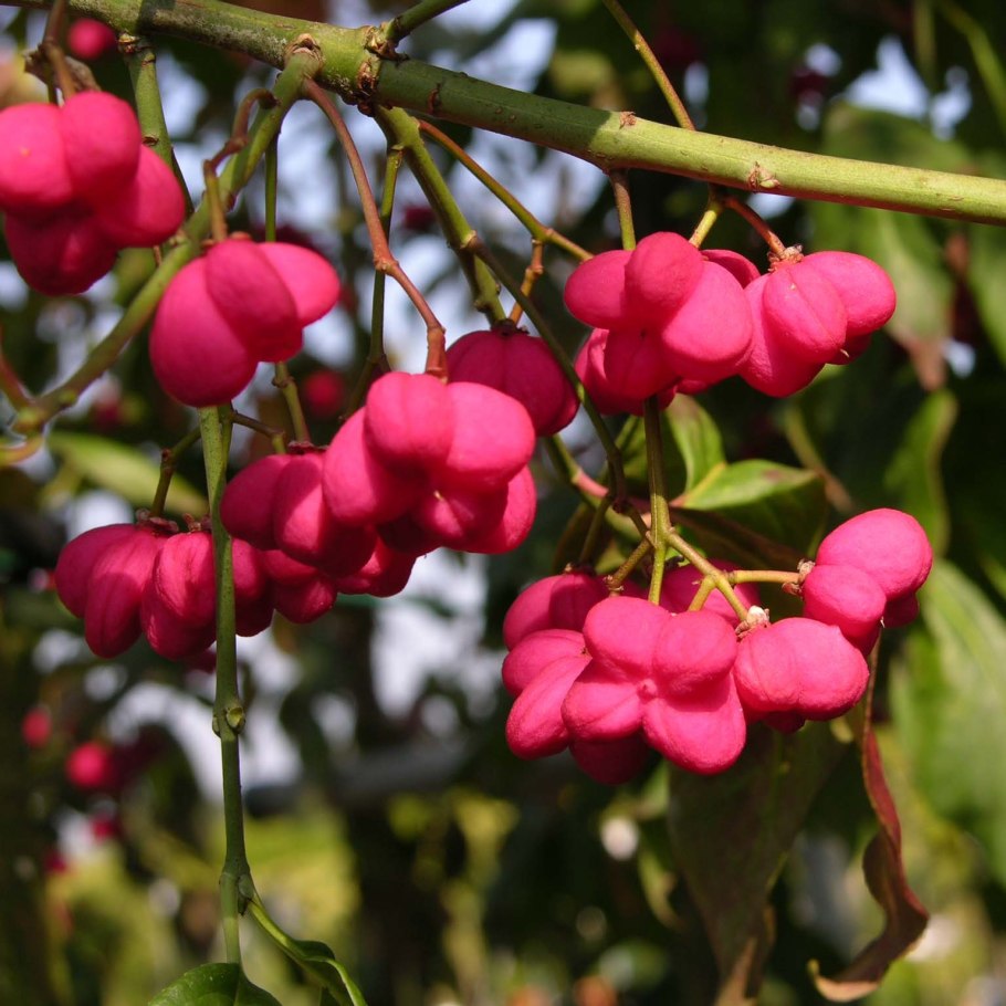 Бересклет Европейский (Euonymus europaeus)