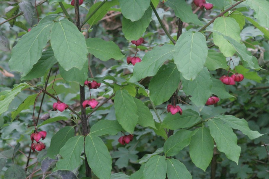 Euonymus latifolius