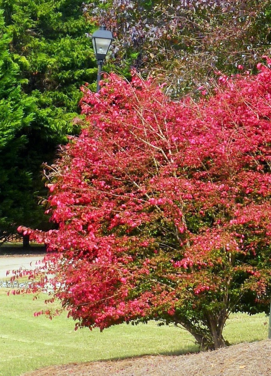 Бересклет крылатый Европейский