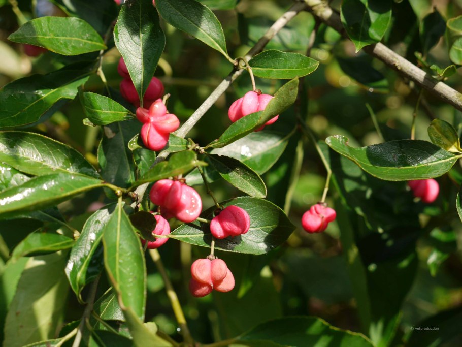 Бересклет Большекрылый