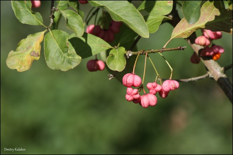 Бересклет крылатый (сорт 'Compactus')