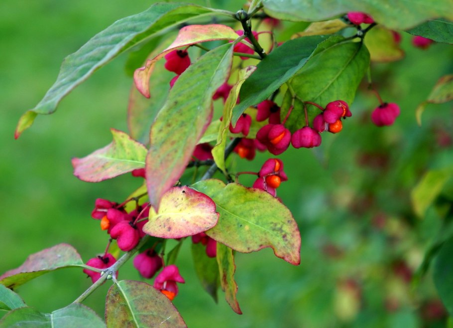 Бересклет Коопмана