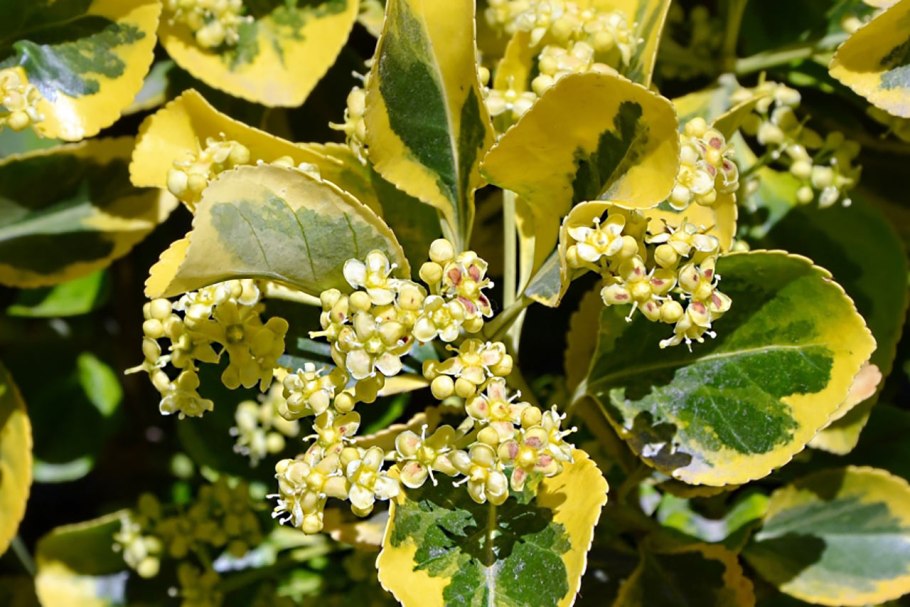 Бересклет бородавчатый ягоды