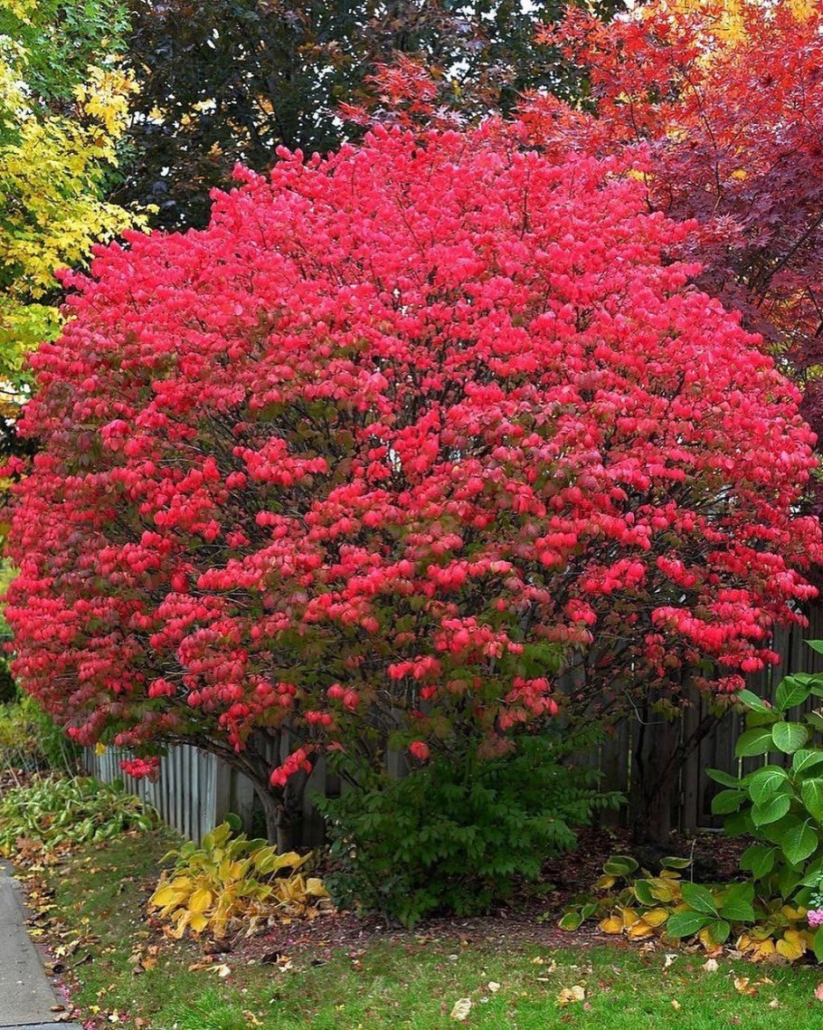 Бересклет маньчжурский