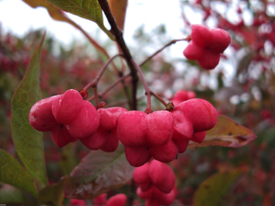 Бересклет крылатый Чикаго фаер