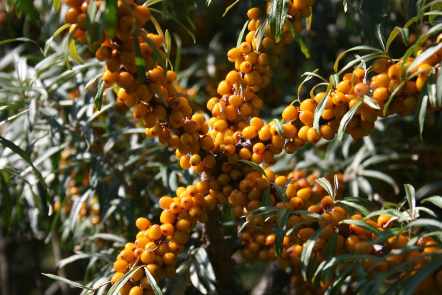 Облепиха крушиновидна