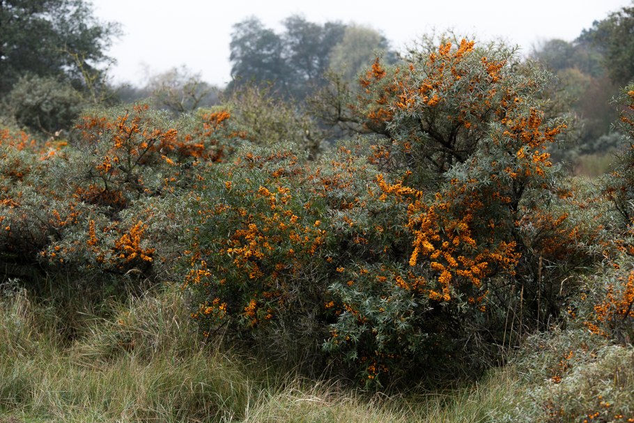 Облепиха крушиновидная (Hippophae rhamnoides)