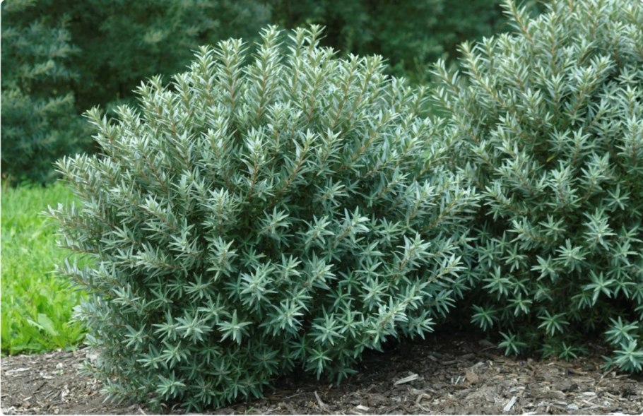 Облепиха Эссель