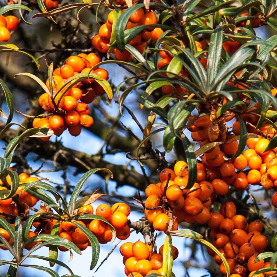 Облепиха крушиновидная (Hippophae rhamnoides)