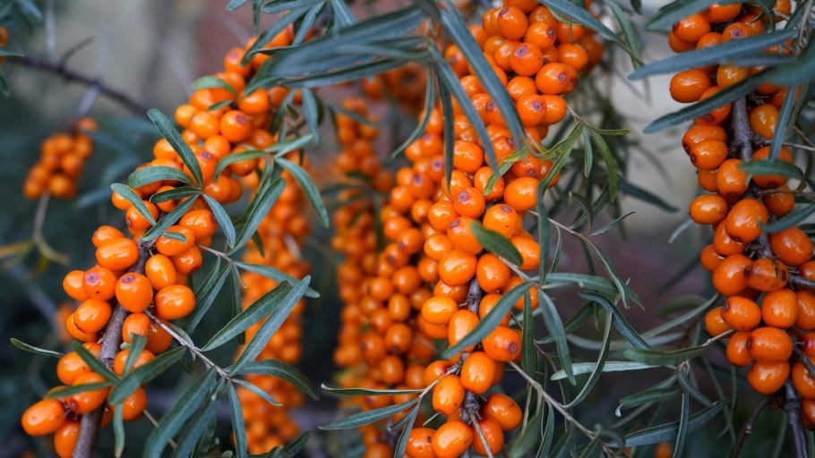 Облепиха крушиновидная Херго