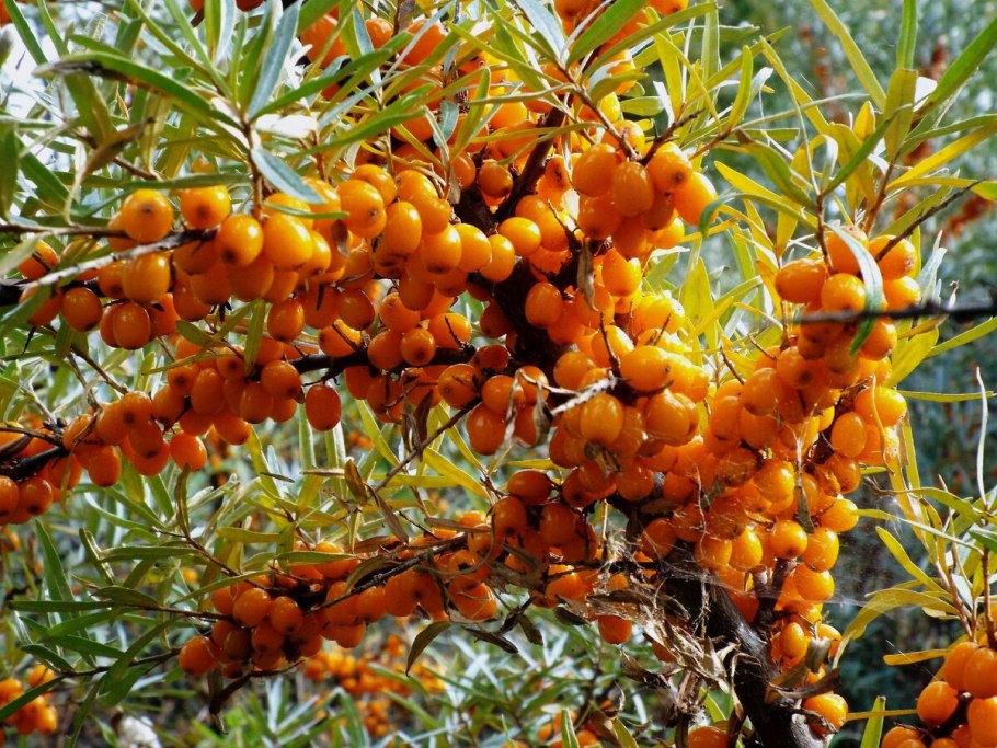 Облепиха крушиновидная куст