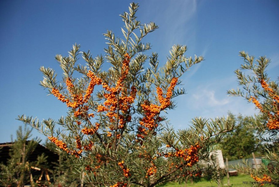 Hippophae rhamnoides облепиха крушиновая