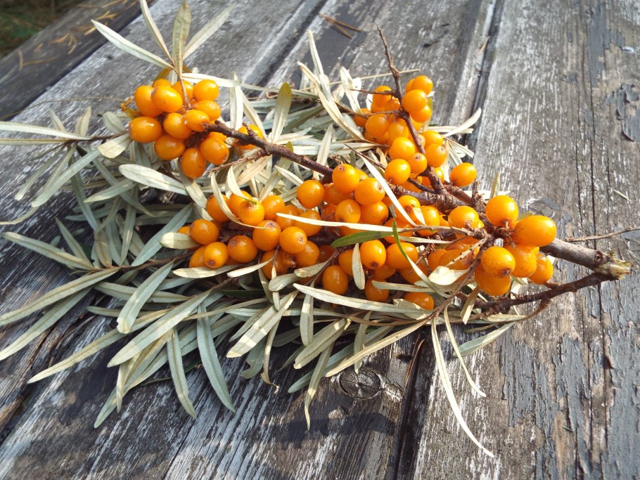 Облепиха крушиновидная (Hippophae rhamnoides)