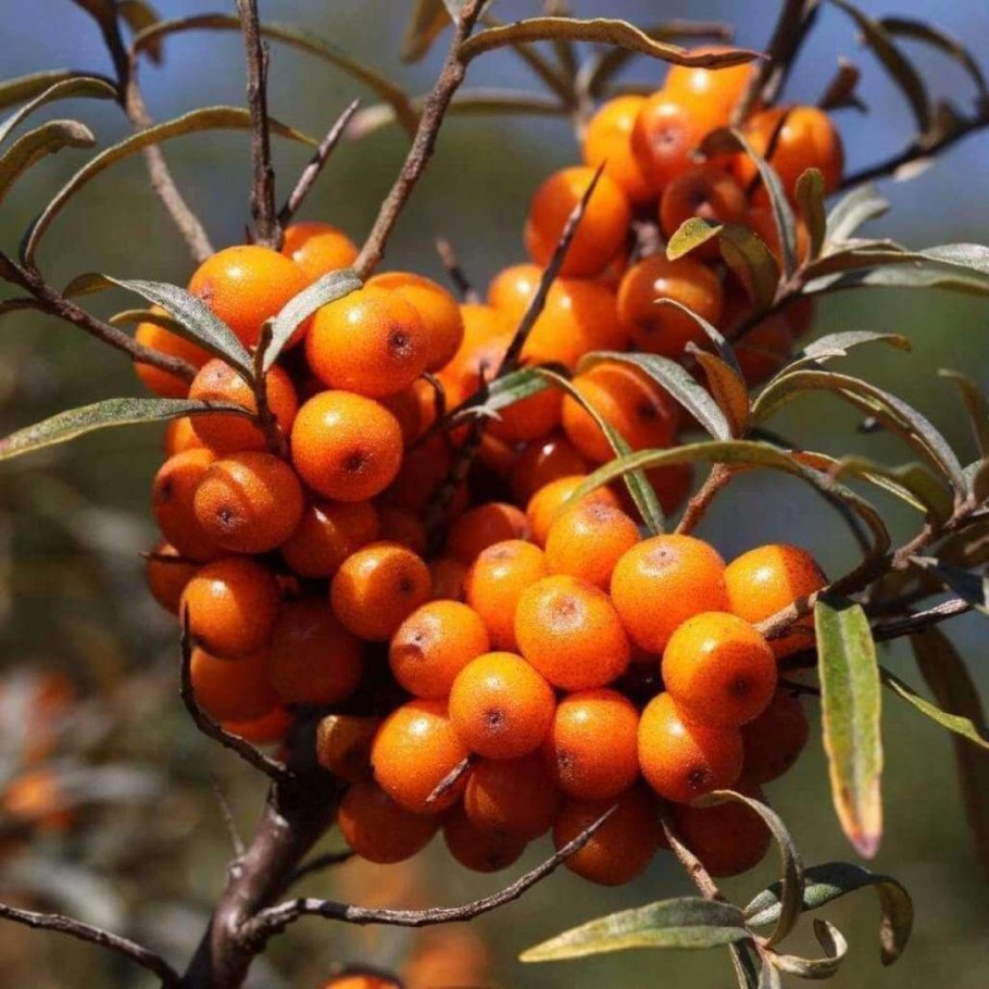 Облепиха крушиновидная крона