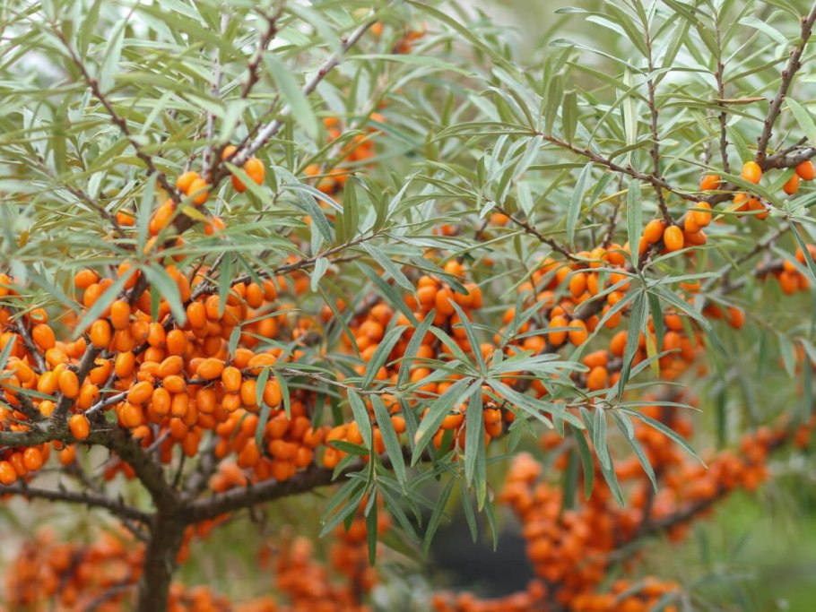 Облепиха крушиновидная (Hippophae rhamnoides l.)