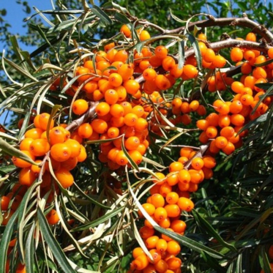 Облепиха джемовая