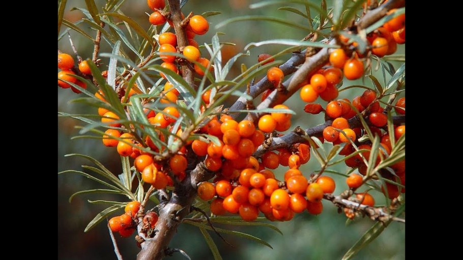 Sea-Buckthorn (облепиха)