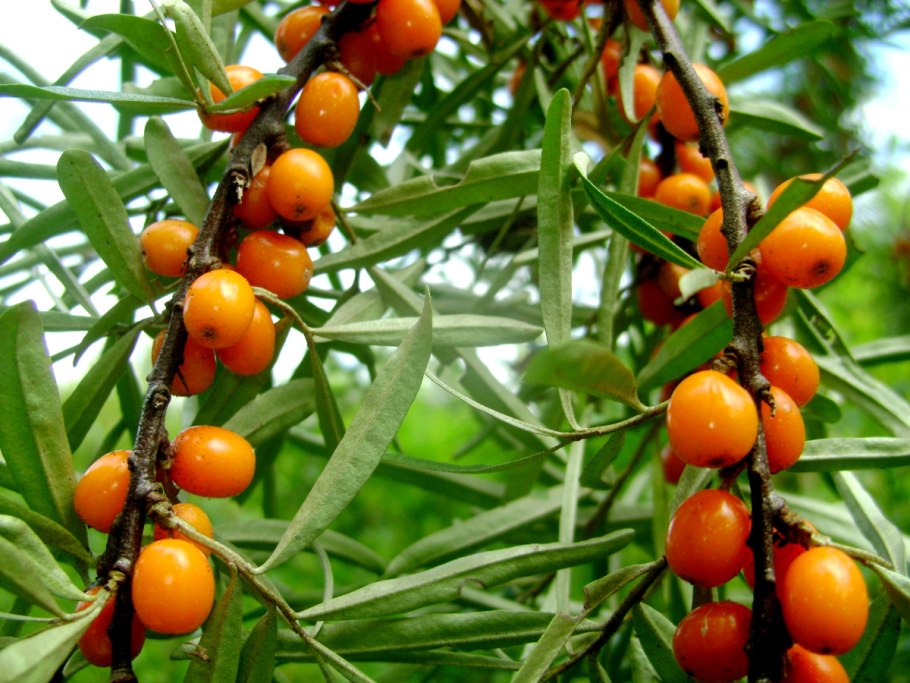 Облепиха крушиновидная куст