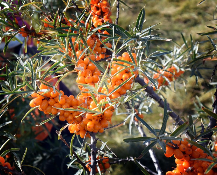 Облепиха крушиновидная (Hippophae rhamnoides)