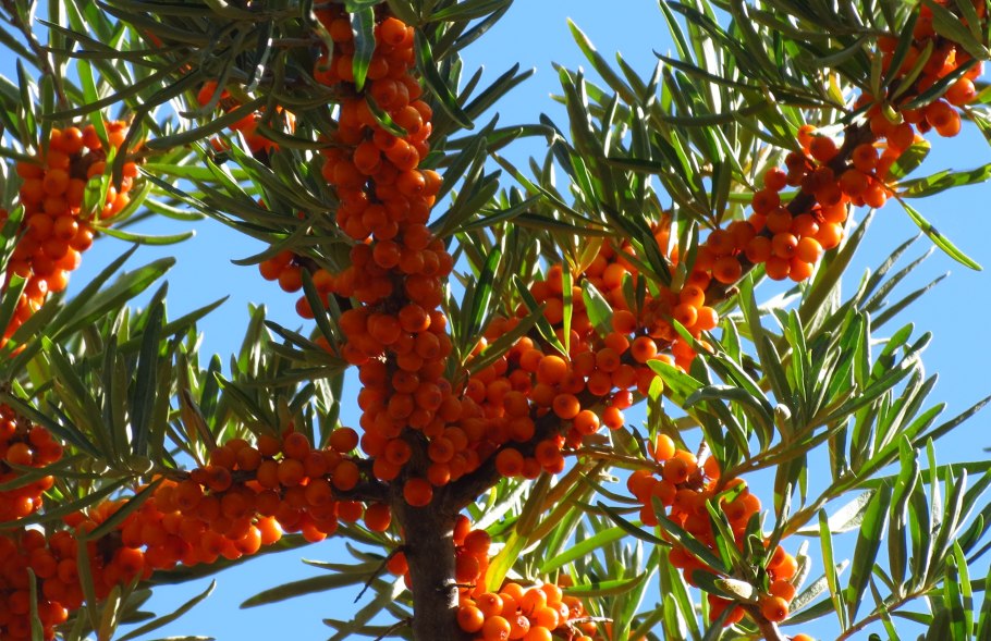 Облепиха крушиновидная цветет