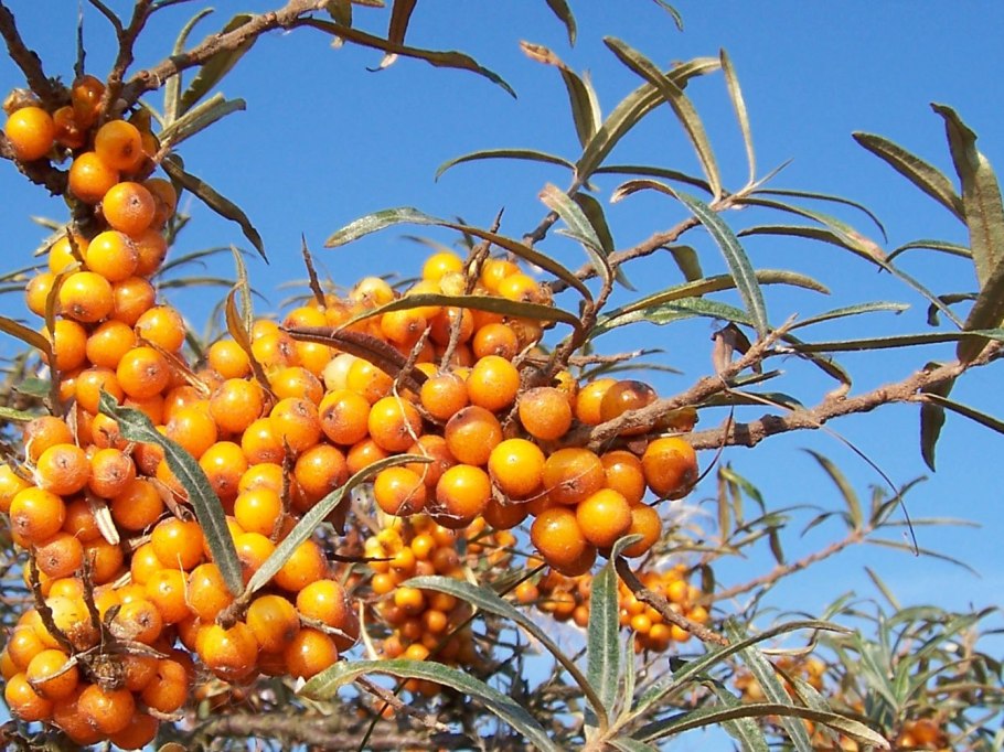Облепиха крушиновидная (Hippophae rhamnoides)