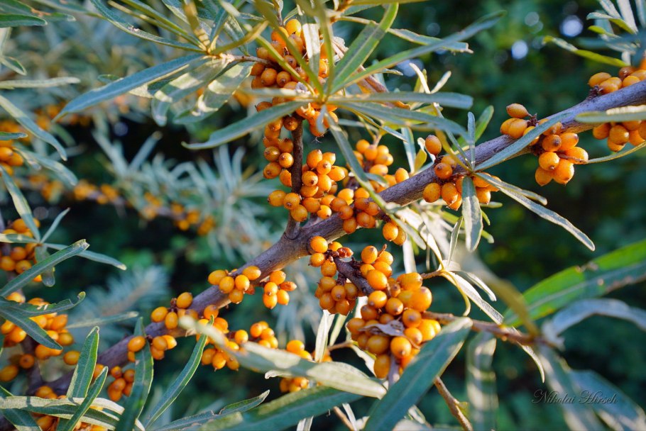 Облепиха крушиновидная (Hippophae rhamnoides Julia) p9
