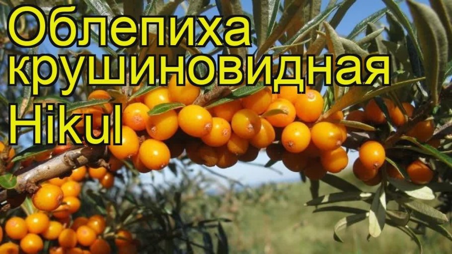 Облепиха крушиновидная Hergo