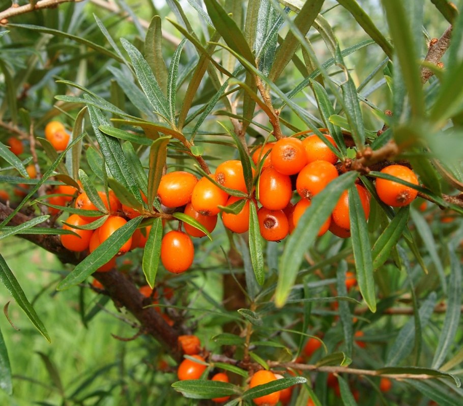 Облепиха крушиновидная куст