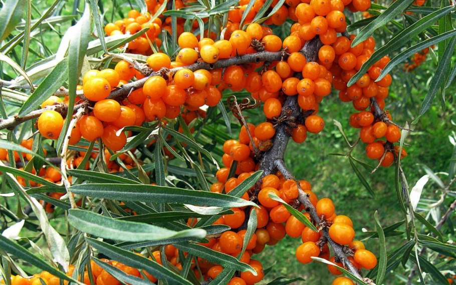 Облепиха крушиновидная (Hippophae rhamnoides Julia) p9