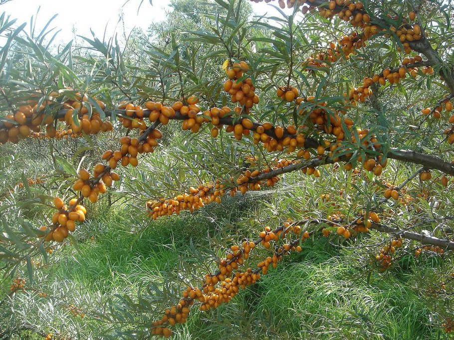 Облепиха (Hippophae rhamnoides)