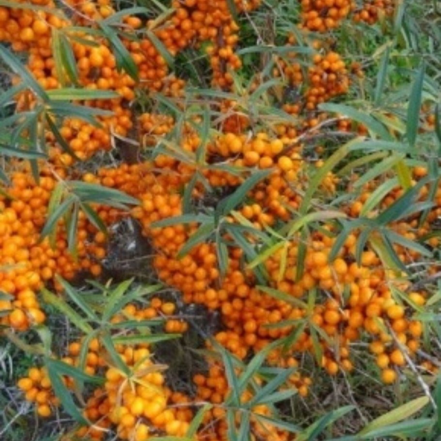 Облепиха крушиновидная Янтарная