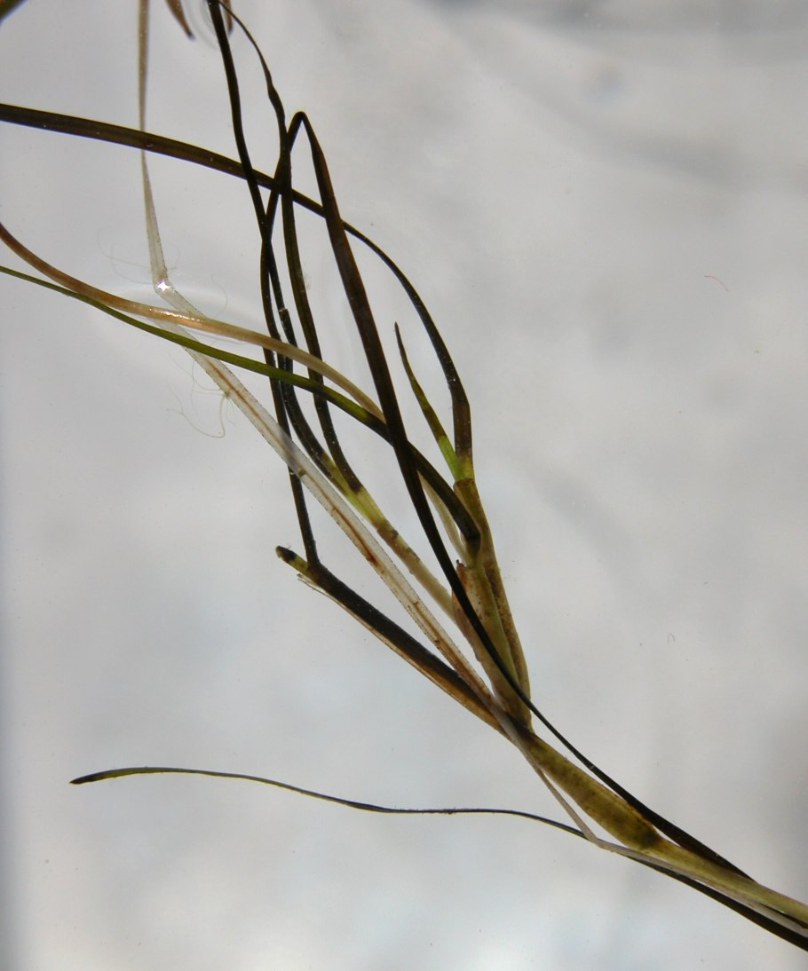 Руппия коротконожковая