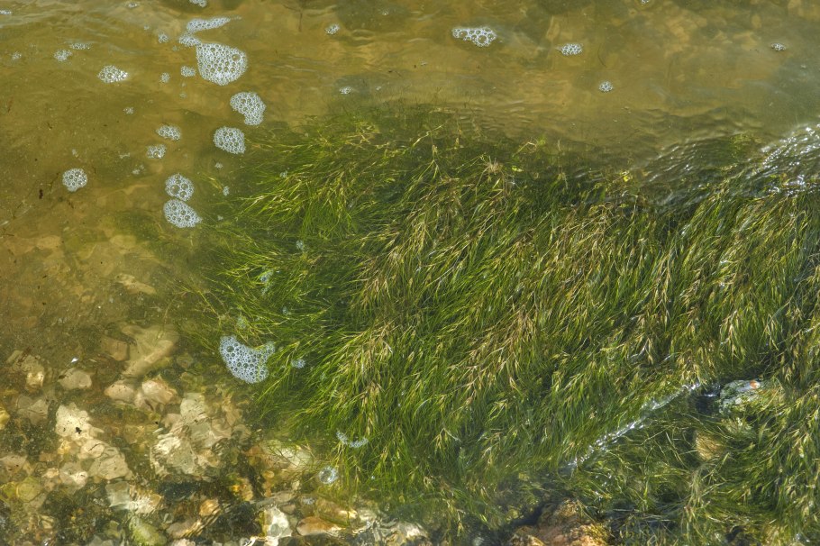 Зостера Марина водоросль