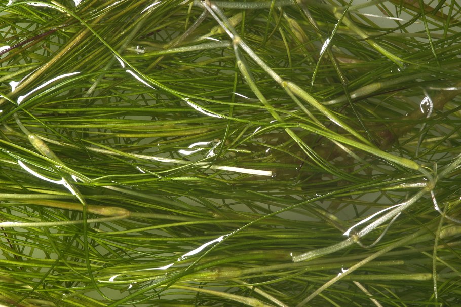 Руппия коротконожковая