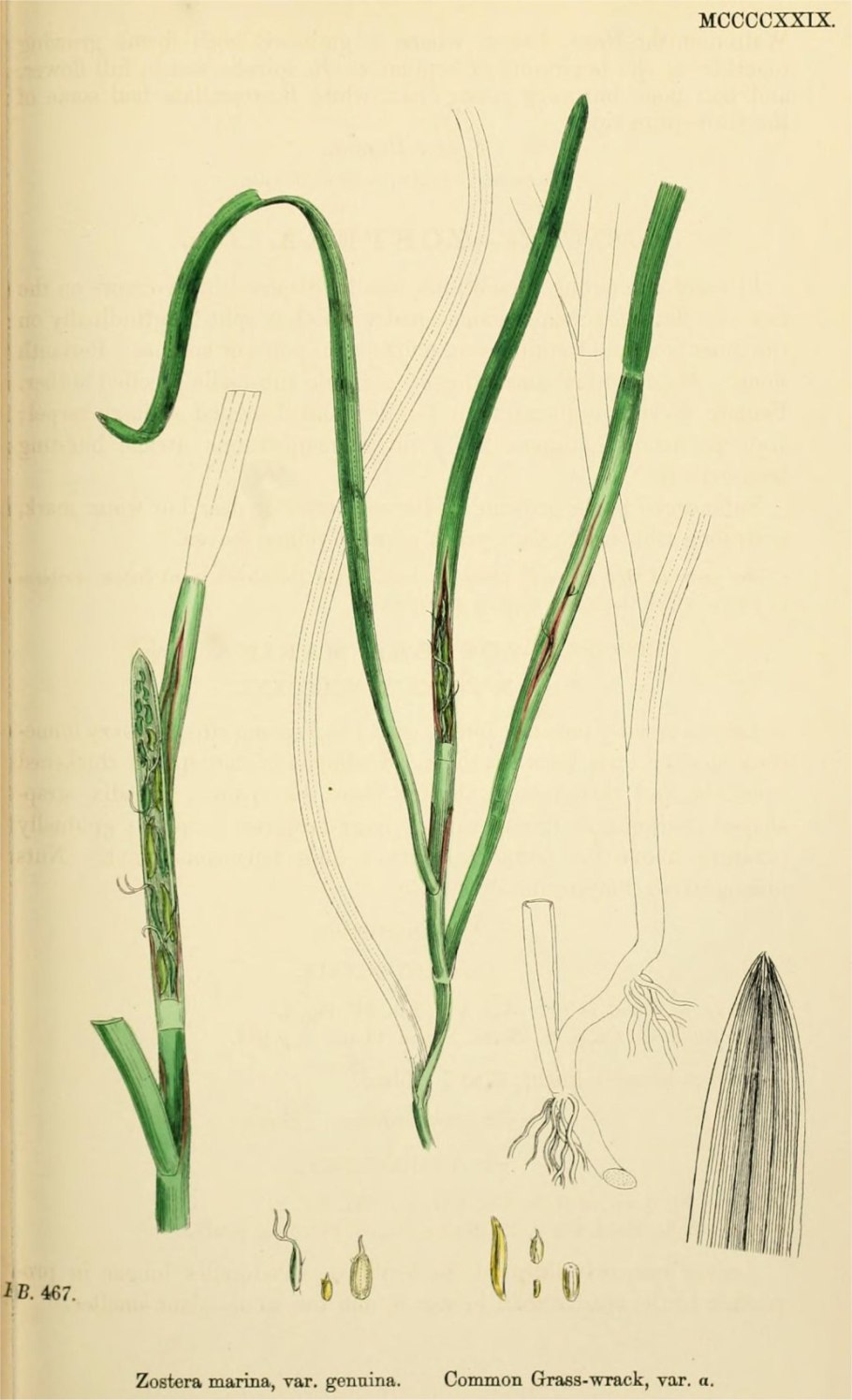 Potamogeton obtusifolius