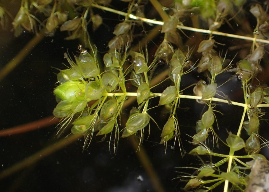 Семейство Zosteraceae