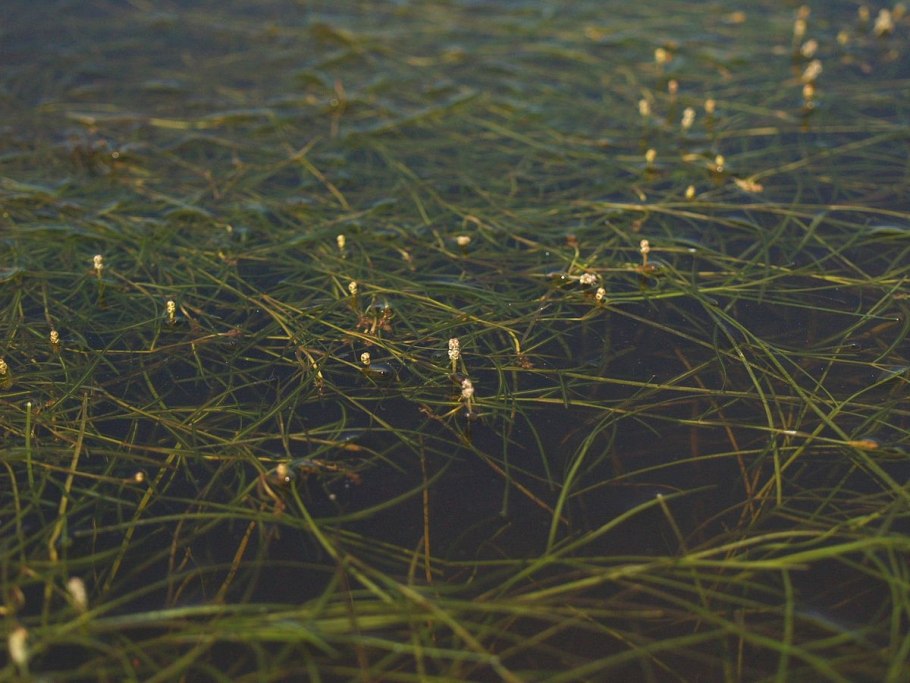 Икотник серо-зеленый